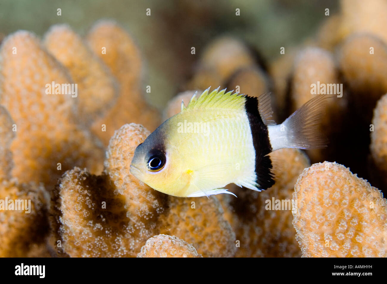 Blackbar Chromis or Damselfish, Chromis retrofasciata, swimming among coral Stock Photo