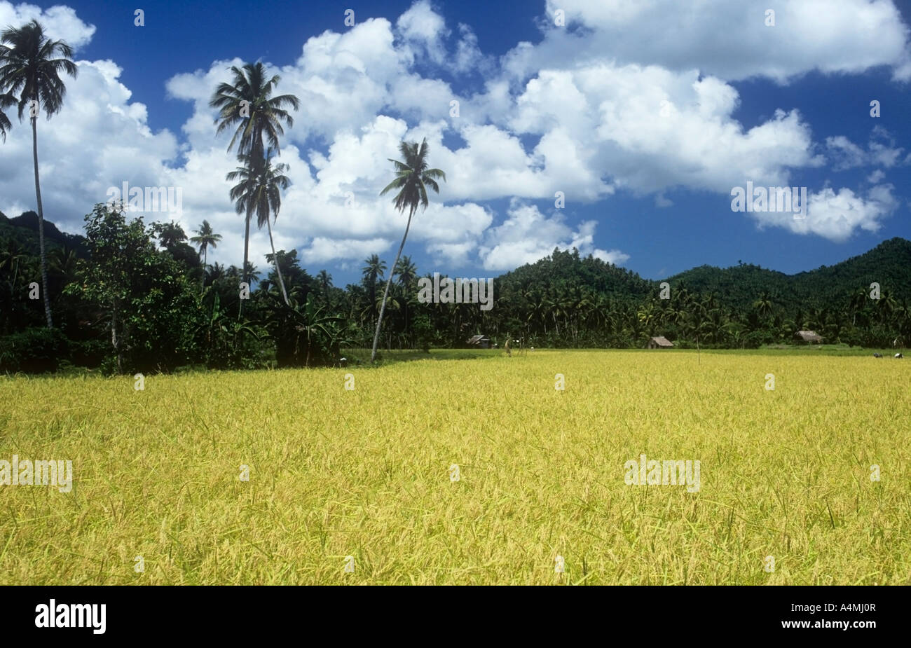Cordon Rice Field Rice Fields, Quezon Province, Philippines Stock Photo - Alamy