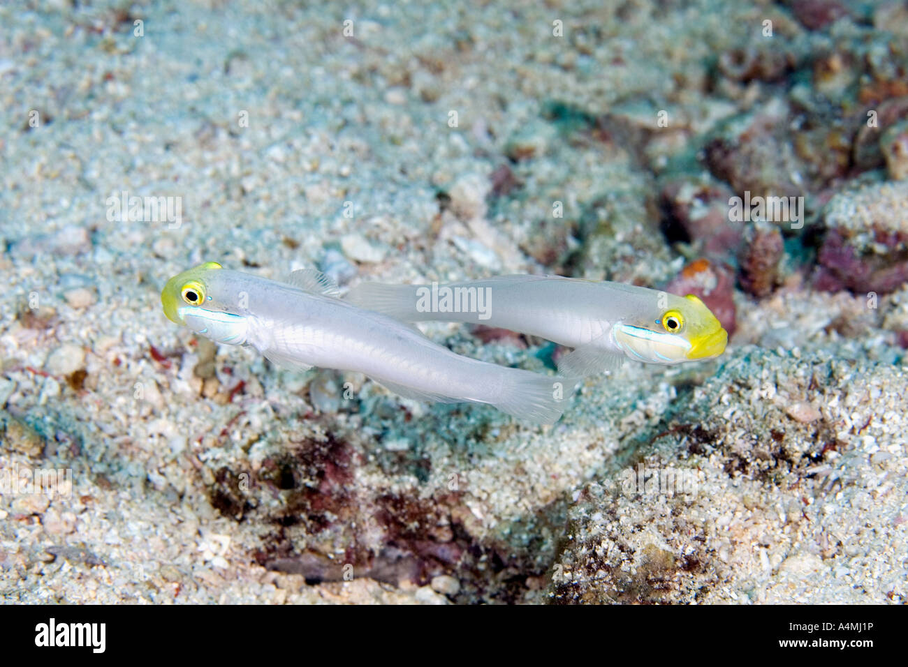 A pair of Golden Headed Sleeper Gobies,  Valenciennea strigata also known as Blueband Goby. Stock Photo