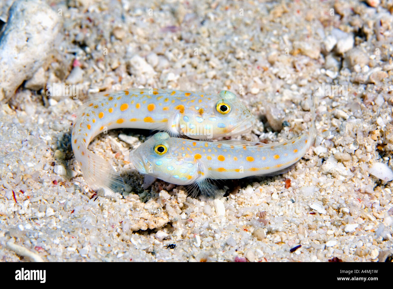 A pair of orange spotted sleeper gobies, they are also known as orange dashed goby, Valenciennea puellaris Stock Photo