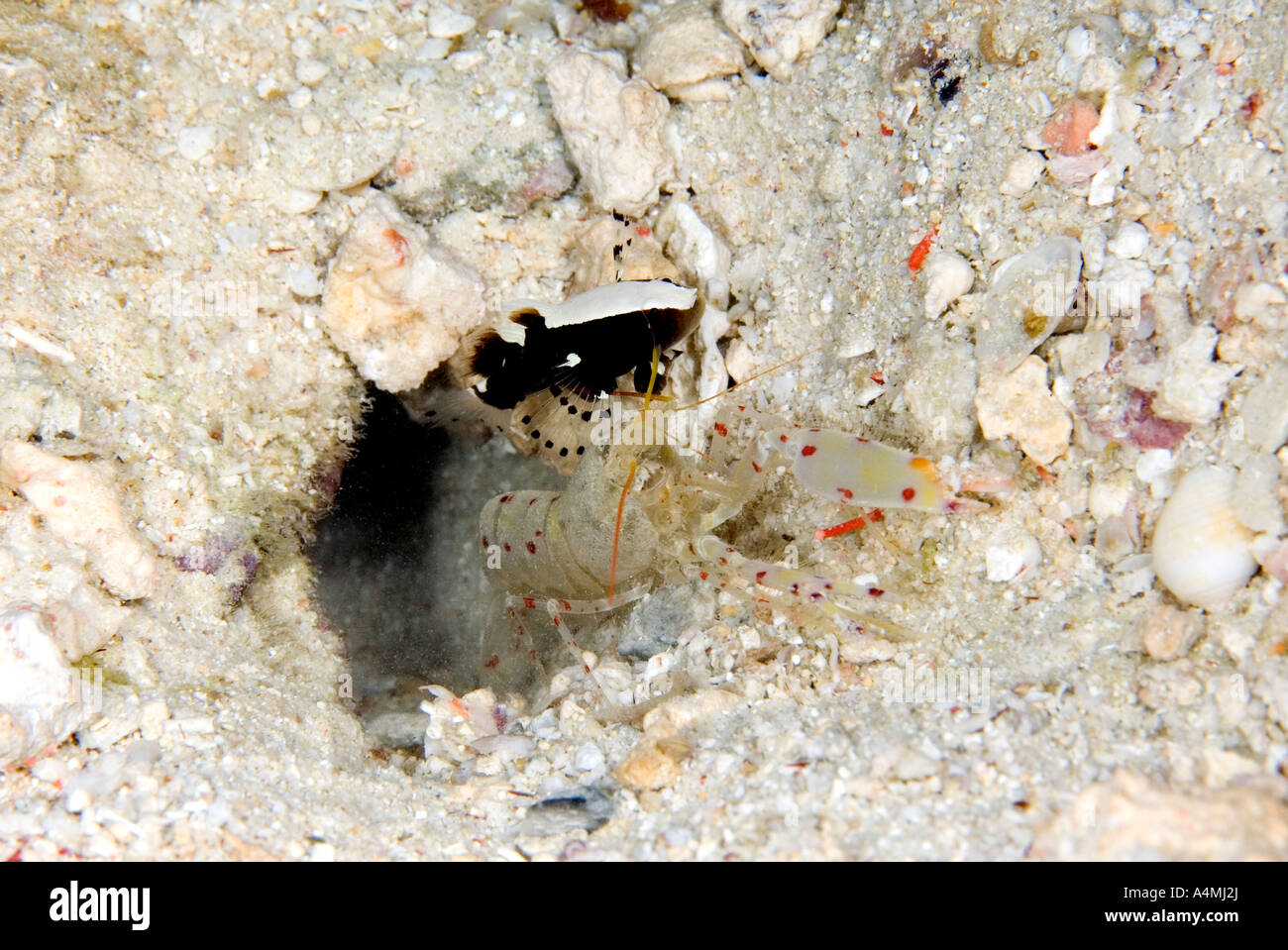 White Cap Shrimp Goby, Lotilia gracilosa living in a symbiotic relationship with a Red-spotted Goby Shrimp, Alpheus rubromaculatus, Stock Photo