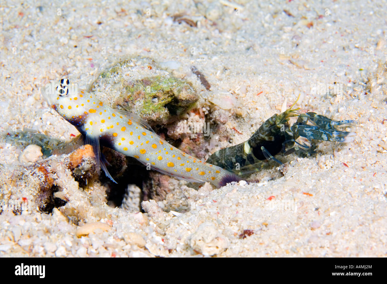 Spotted shrimp goby also known as Black Chest shrimp goby, Amblyeleotris guttata in symbiotic relationship with undescribed snapping shrimp, Stock Photo