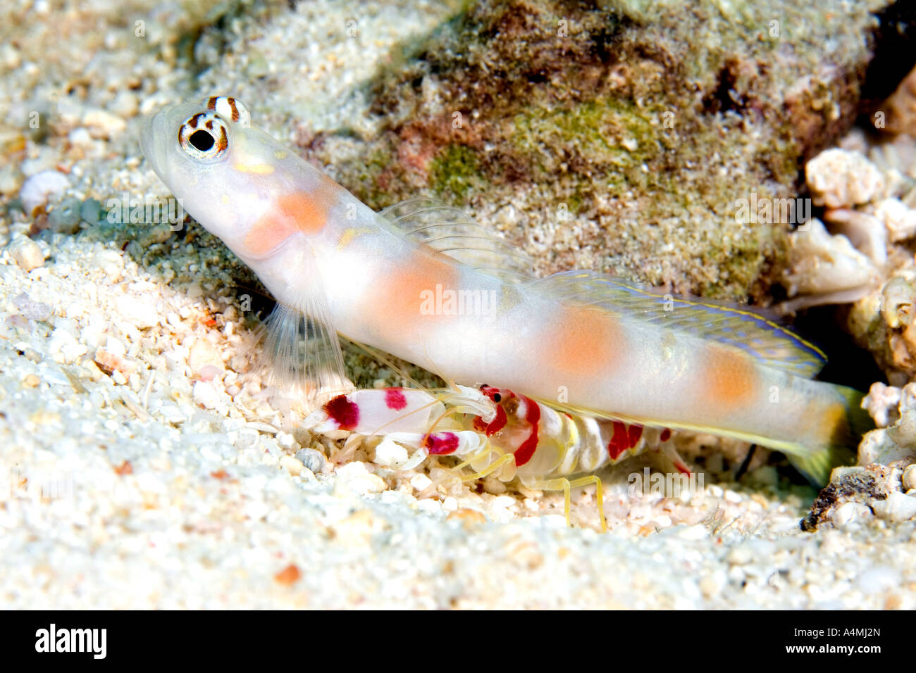 A Steinitz goby, Amblyeleotris steinitzi, living in a symbiotic relationship with a Randalls snapping shrimp, Alpheus randalli Stock Photo