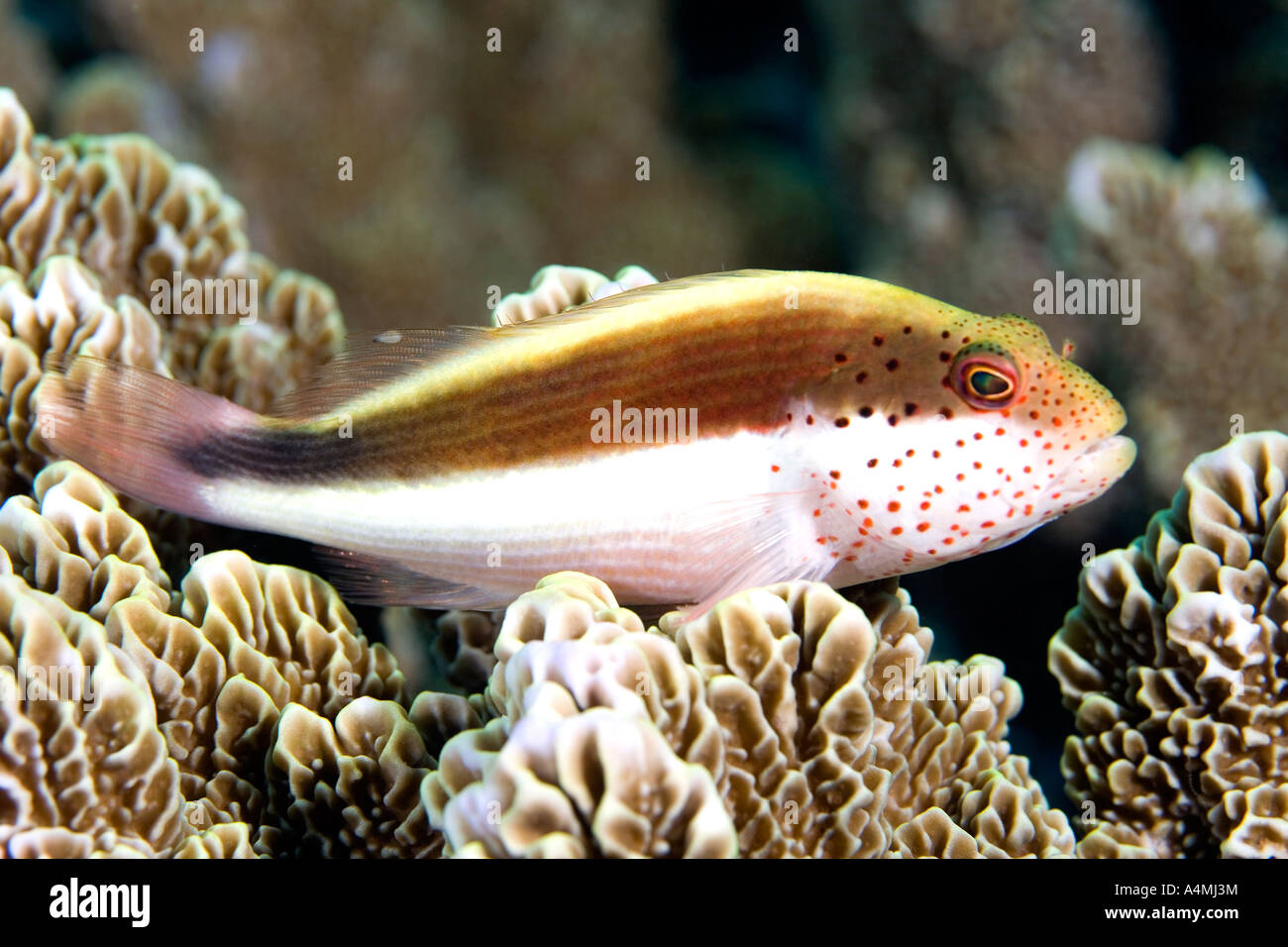 Blackside Hawkfish, Paracirrhites forsteri, resting on hard corals on the reef. Also known as Freckled Hawkfish. Stock Photo