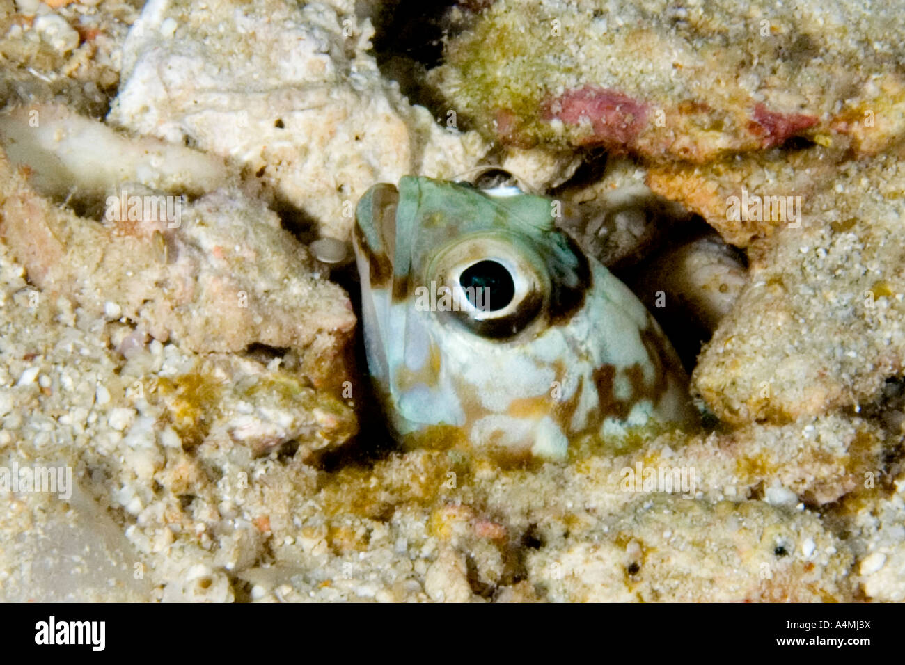 Jawfish, Opistognathus sp peering out of its burrow Stock Photo