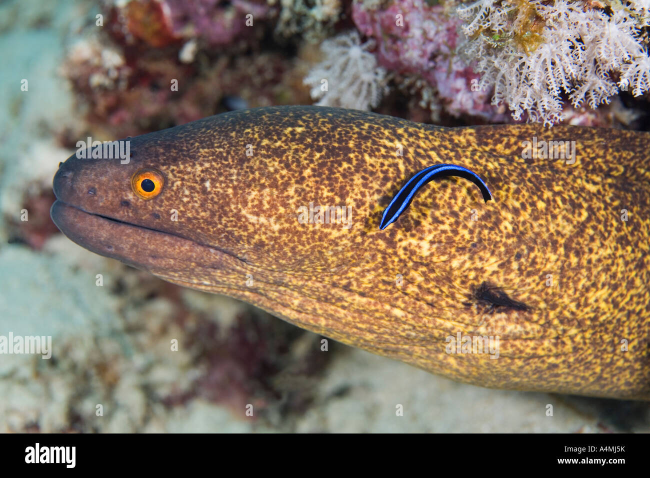 Yellow edged moray, Gymnothorax flavimarginatus, being cleaned by a Blue Streak Cleaner Wrasse, Labroides dimidiatus Stock Photo