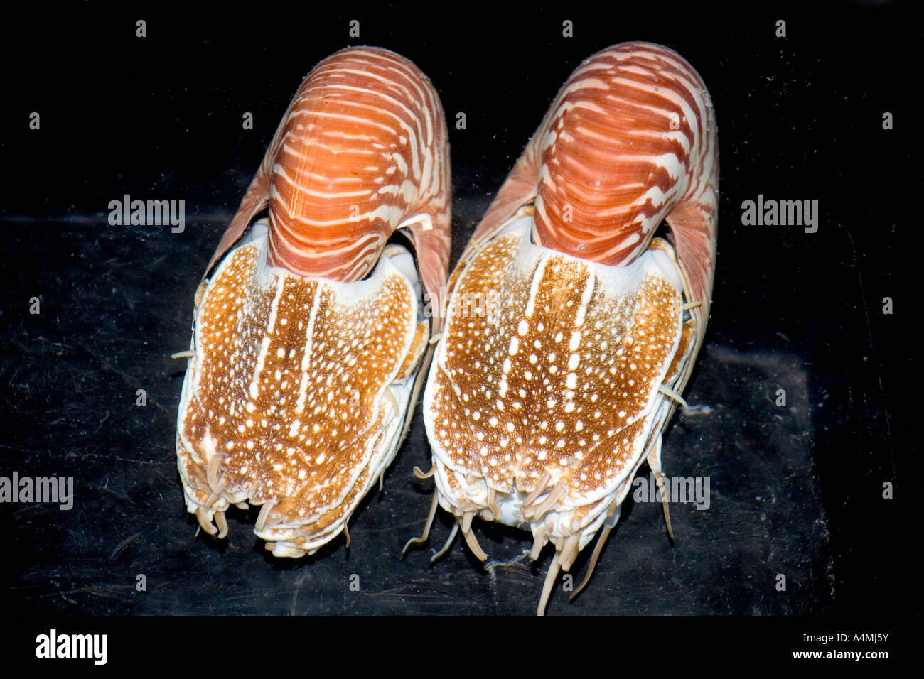 Pearly Nautilus High Resolution Stock Photography And Images Alamy