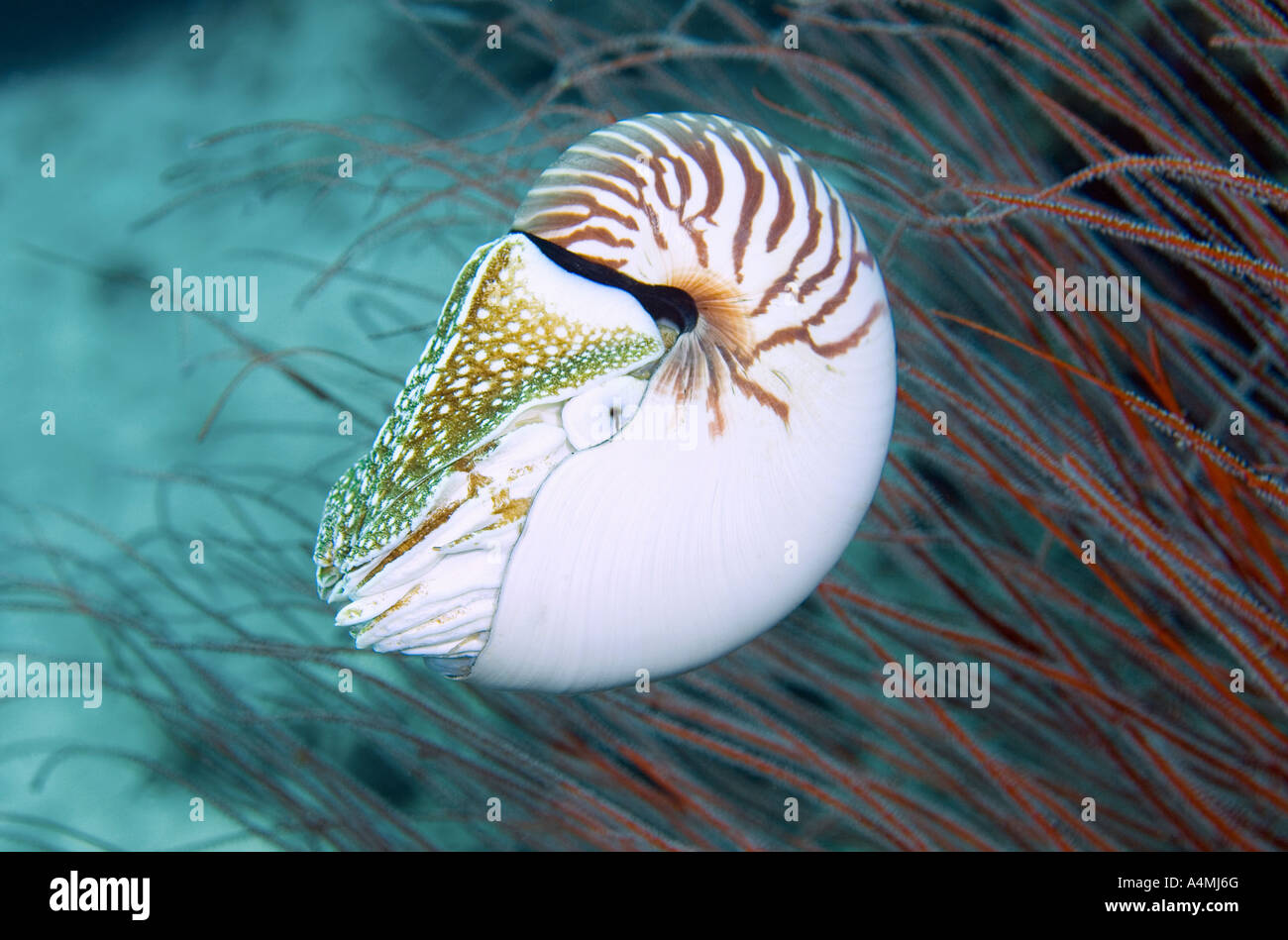 Pearly Nautilus High Resolution Stock Photography And Images Alamy