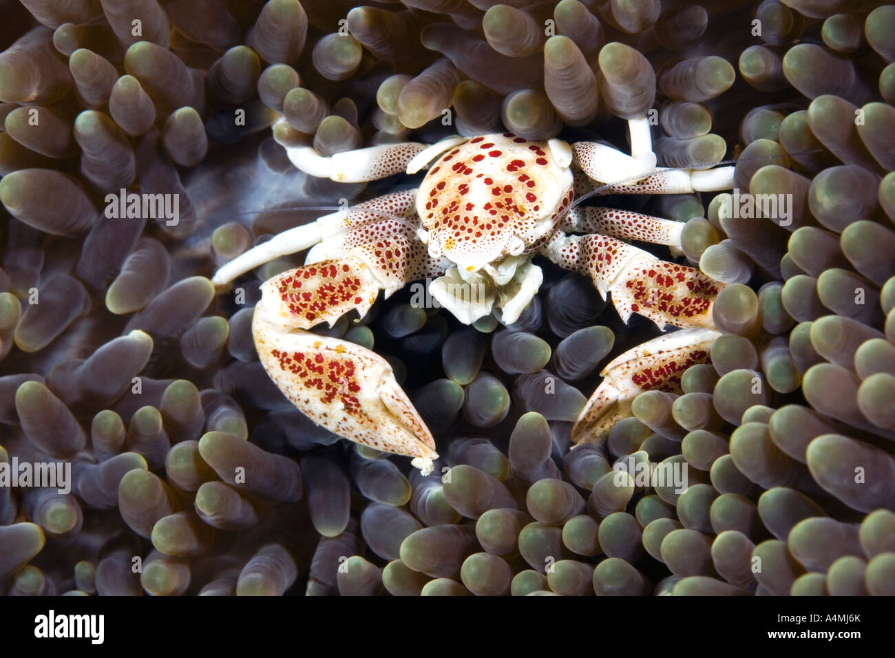 Porcelain Crab, Neopetrolisthes maculatus, living in a Sea Anemone. Also known as Neopetrolisthes ohshimai and Neopetrolisthes maculata Stock Photo