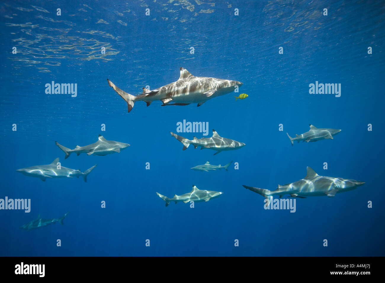 Pack of blacktip reef sharks, Carcharhinus melanopterus, and grey reef ...