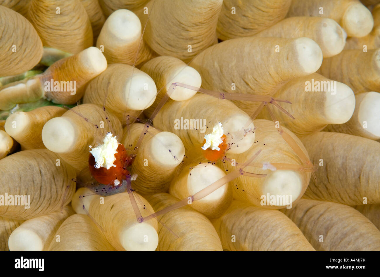 Popcorn Shrimps, or Mushroom Coral Shrimps, Cuapetes kororensis, in the polyps of a Mushroom Coral. Female carrying eggs. Stock Photo