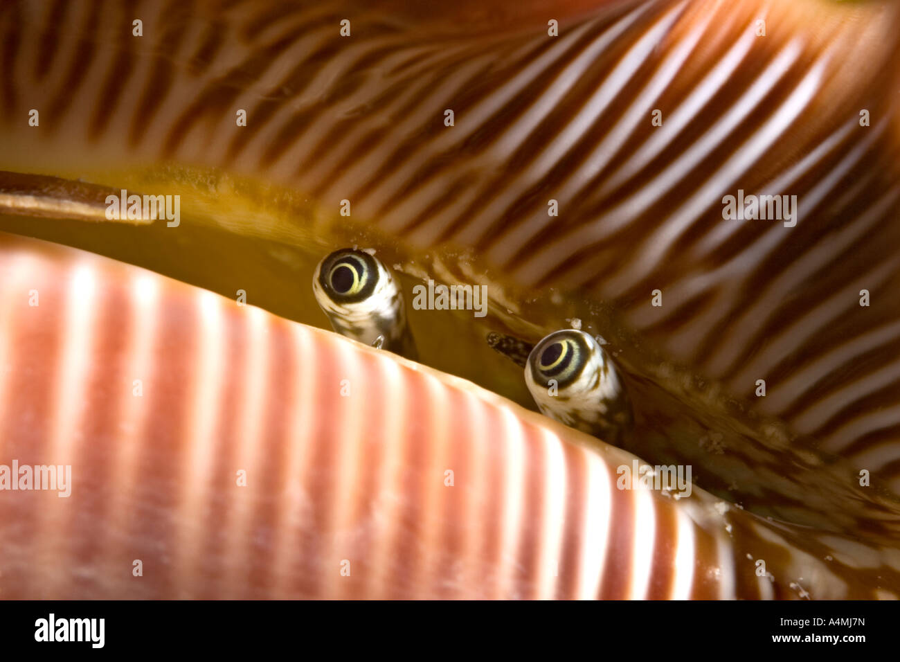 The tiny eyes of a spider shell mantle peering from the underside of the shell, Lambis millipeda Stock Photo