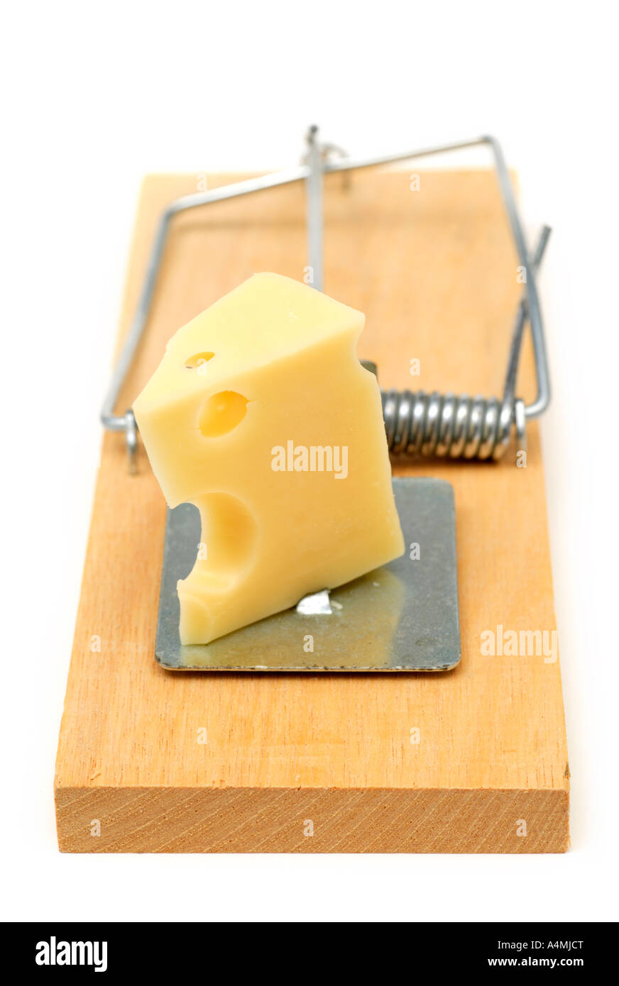 Mousetrap baited with cheese Stock Photo Alamy