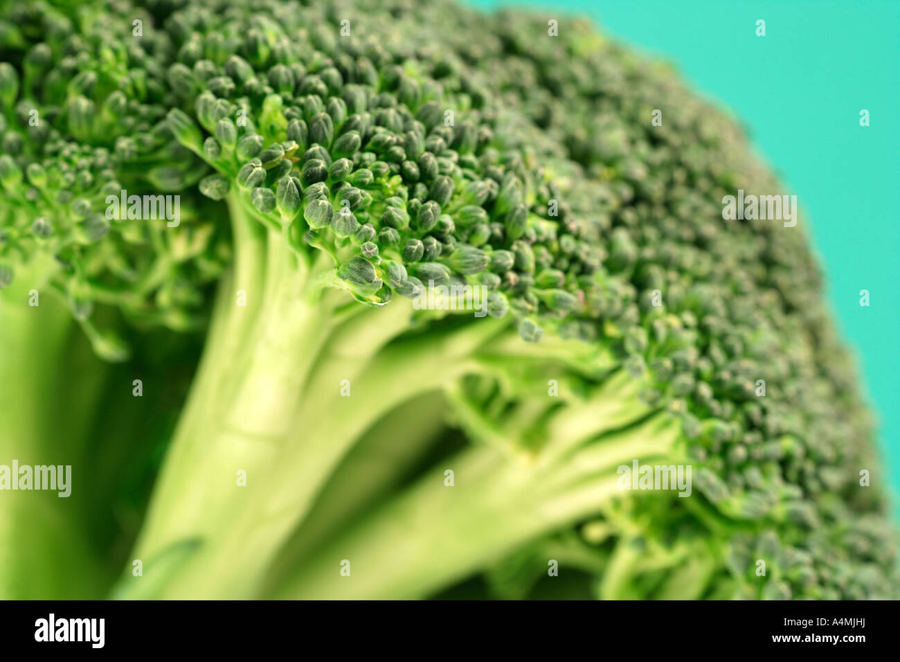 Broccoli Floret Close-up Stock Photo