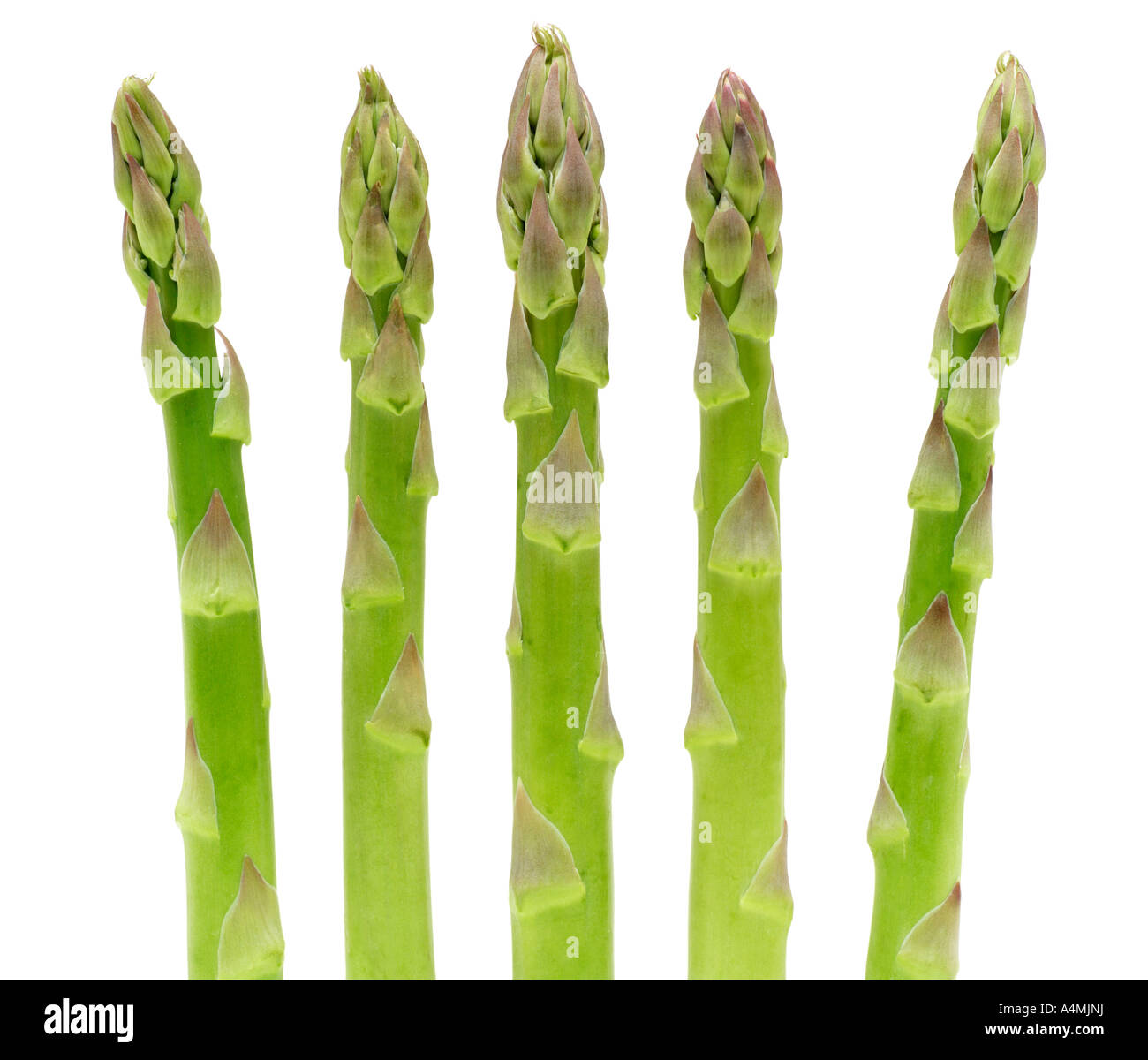 Five Asparagus Tips Stock Photo