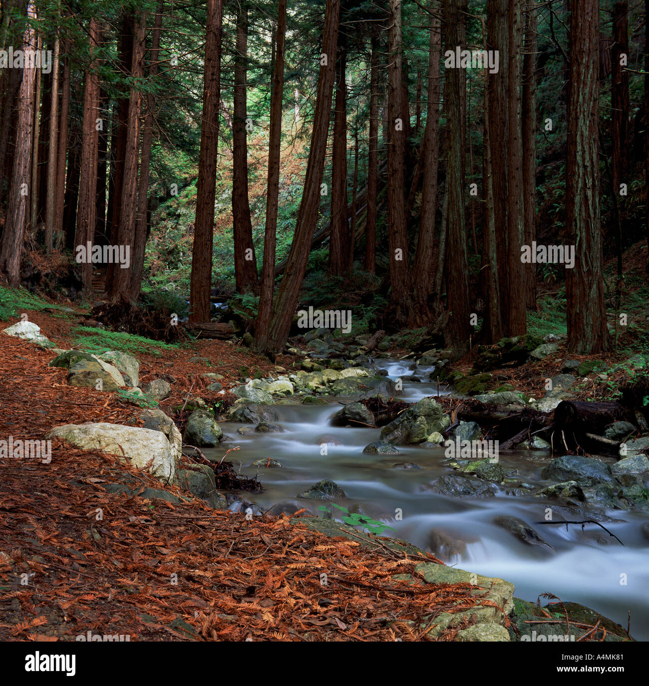 Trail in Limekiln state park along hare creek Stock Photo Alamy