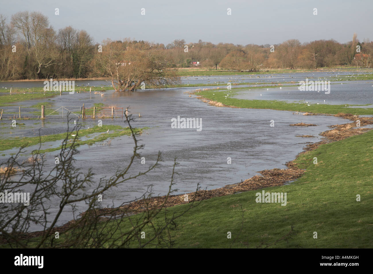 Flooding on the River Waveney, Norfolk Suffolk border near Harleston , England Stock Photo