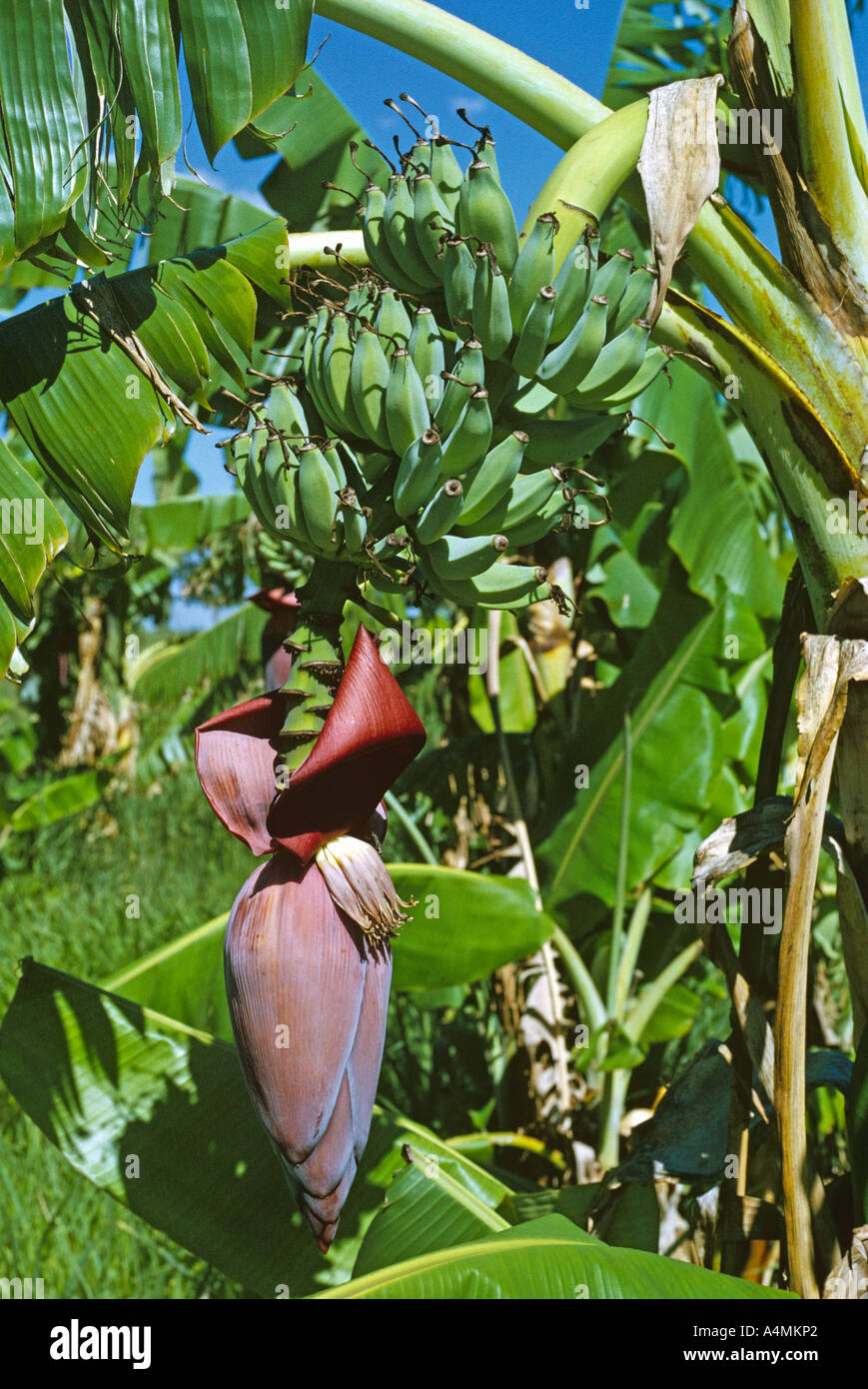 Banana flower with fruit ripening Stock Photo Alamy