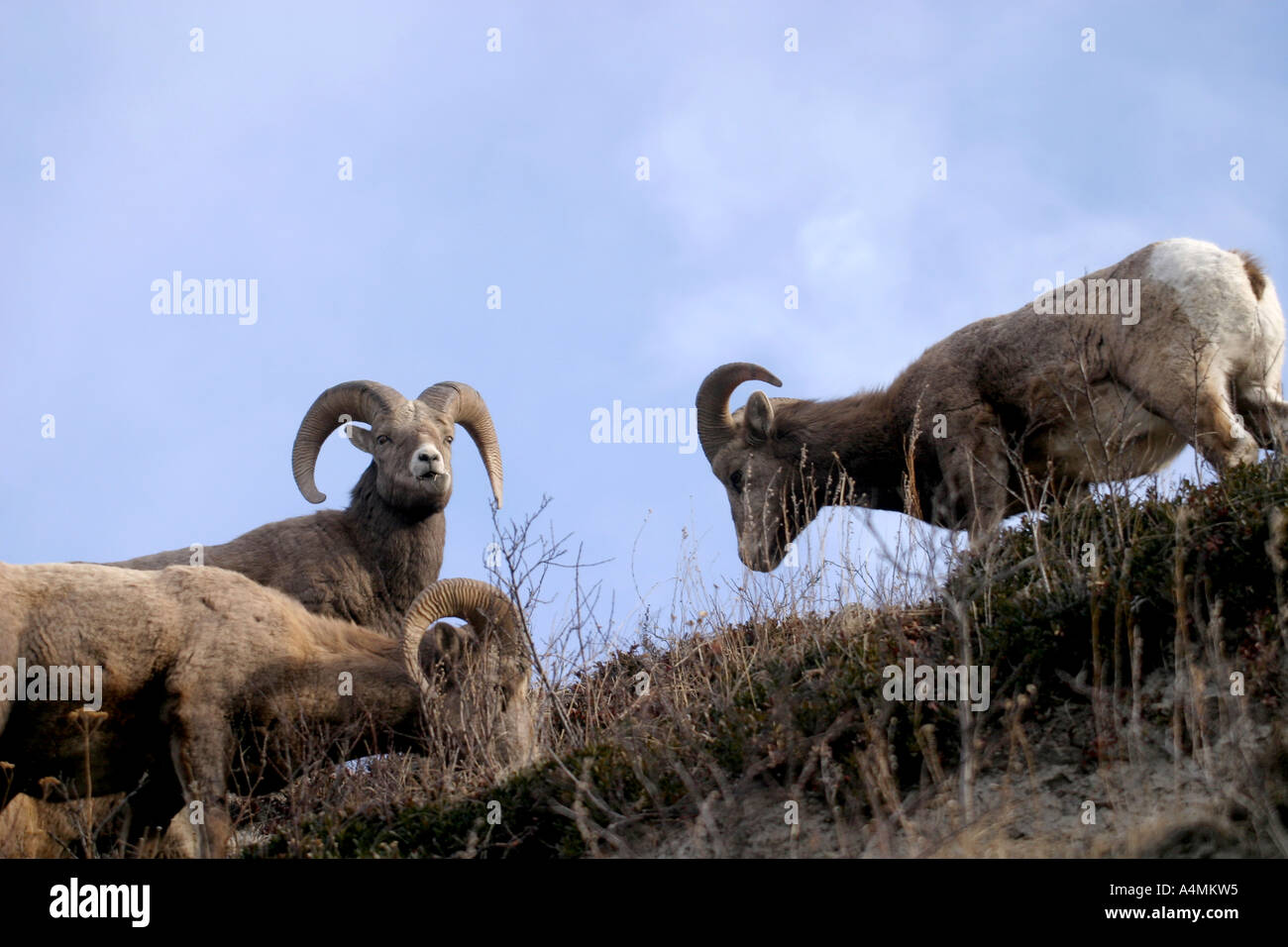 Big horn sheep; ovis canadensis Stock Photo