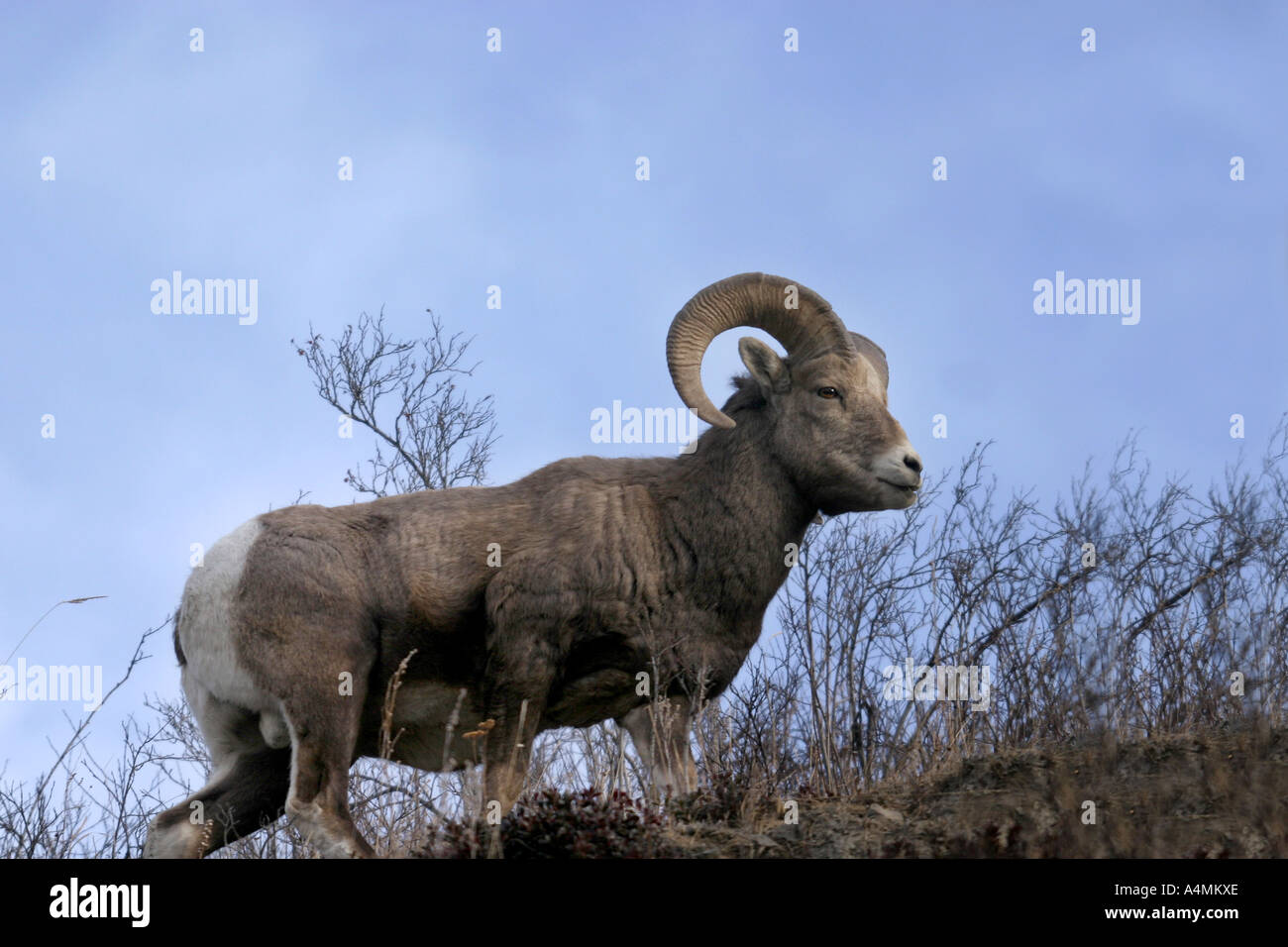 Big horn sheep; ovis canadensis Stock Photo