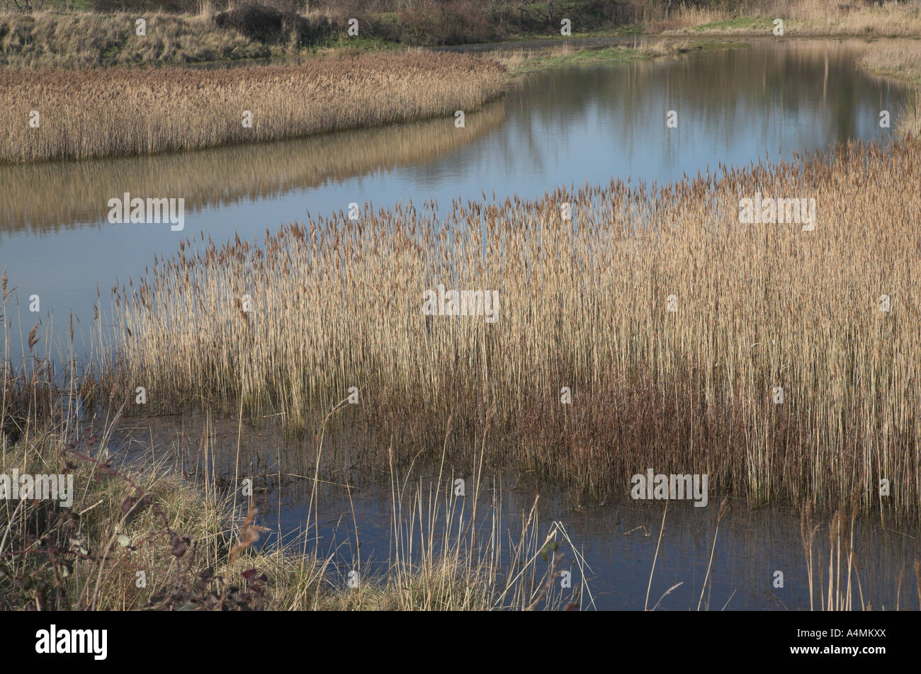 Drainage channels and reedbeds Hollesley, Suffolk, England Stock Photo