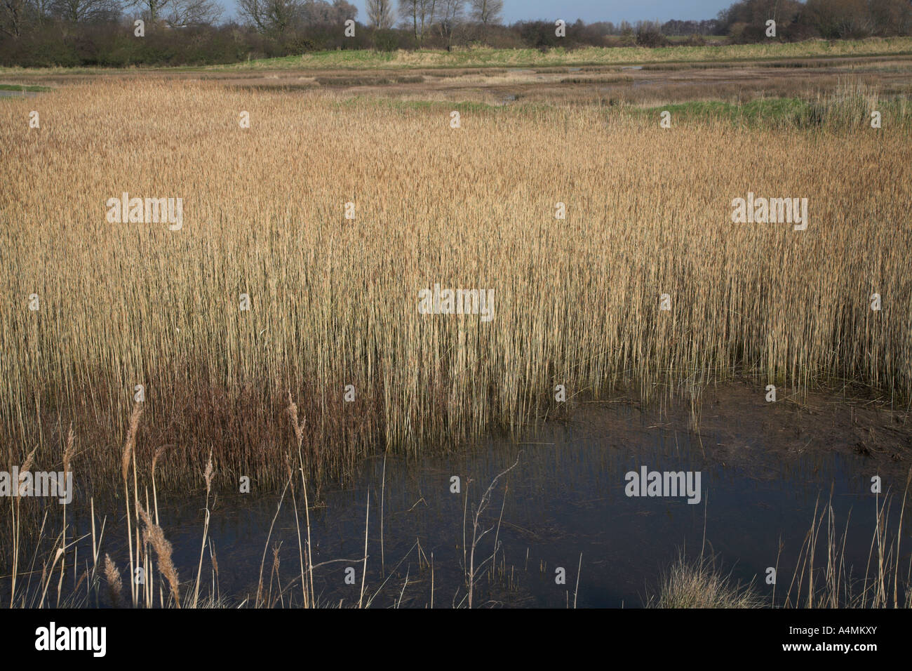 Drainage channels and reedbeds Hollesley, Suffolk, England Stock Photo