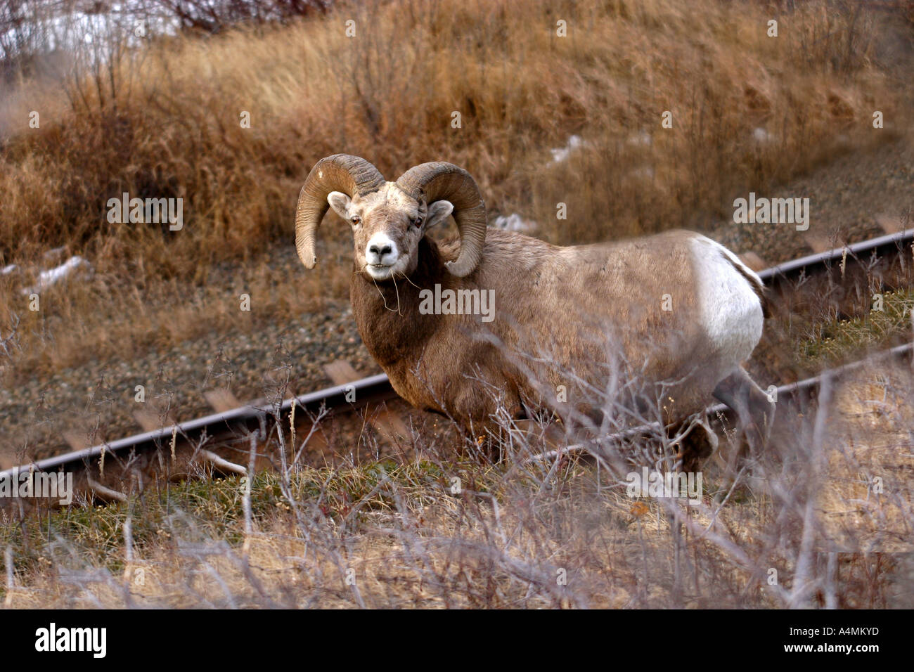 Big horn sheep; ovis canadensis Stock Photo