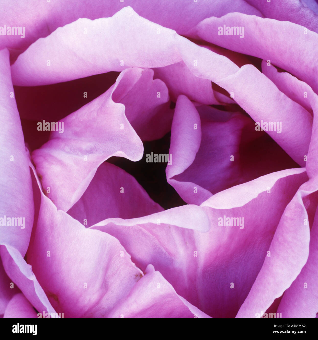 Pink Rose Close Up Stock Photo