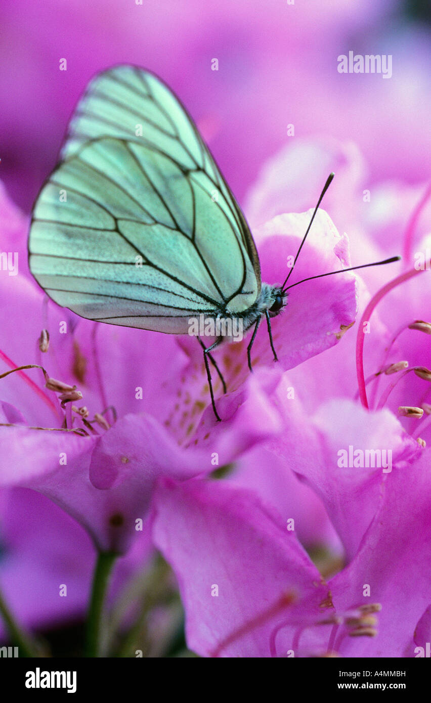 A black-veined white butterfly (Aporia crataegi) on a rhododendron flower. Papillon blanc aux ailes nervurées de noir. Stock Photo