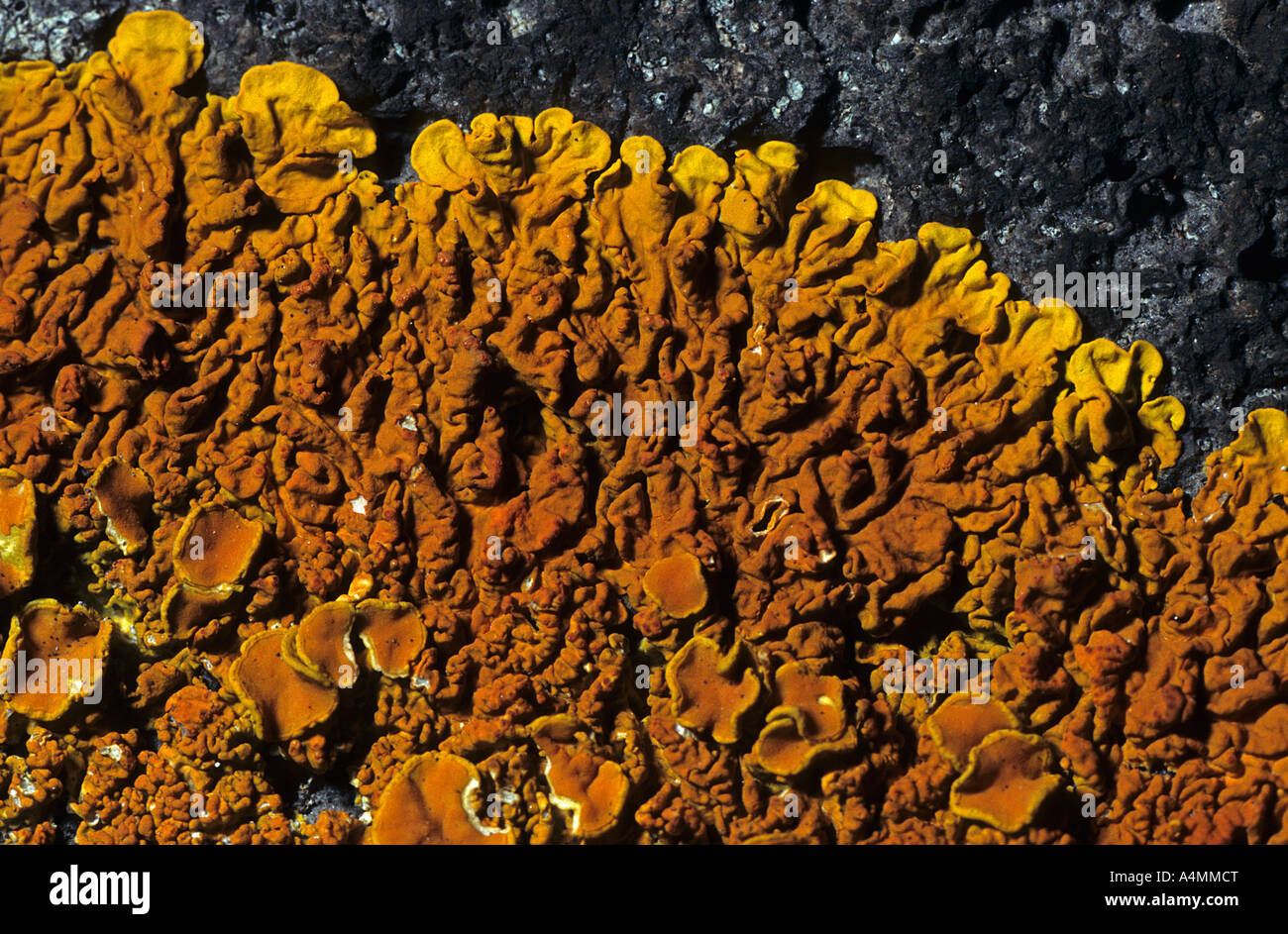 Maritime Sunburst Lichen (Xanthoria parietina). Lichen appelé parmélie des murailles (Xanthoria parietina). Stock Photo
