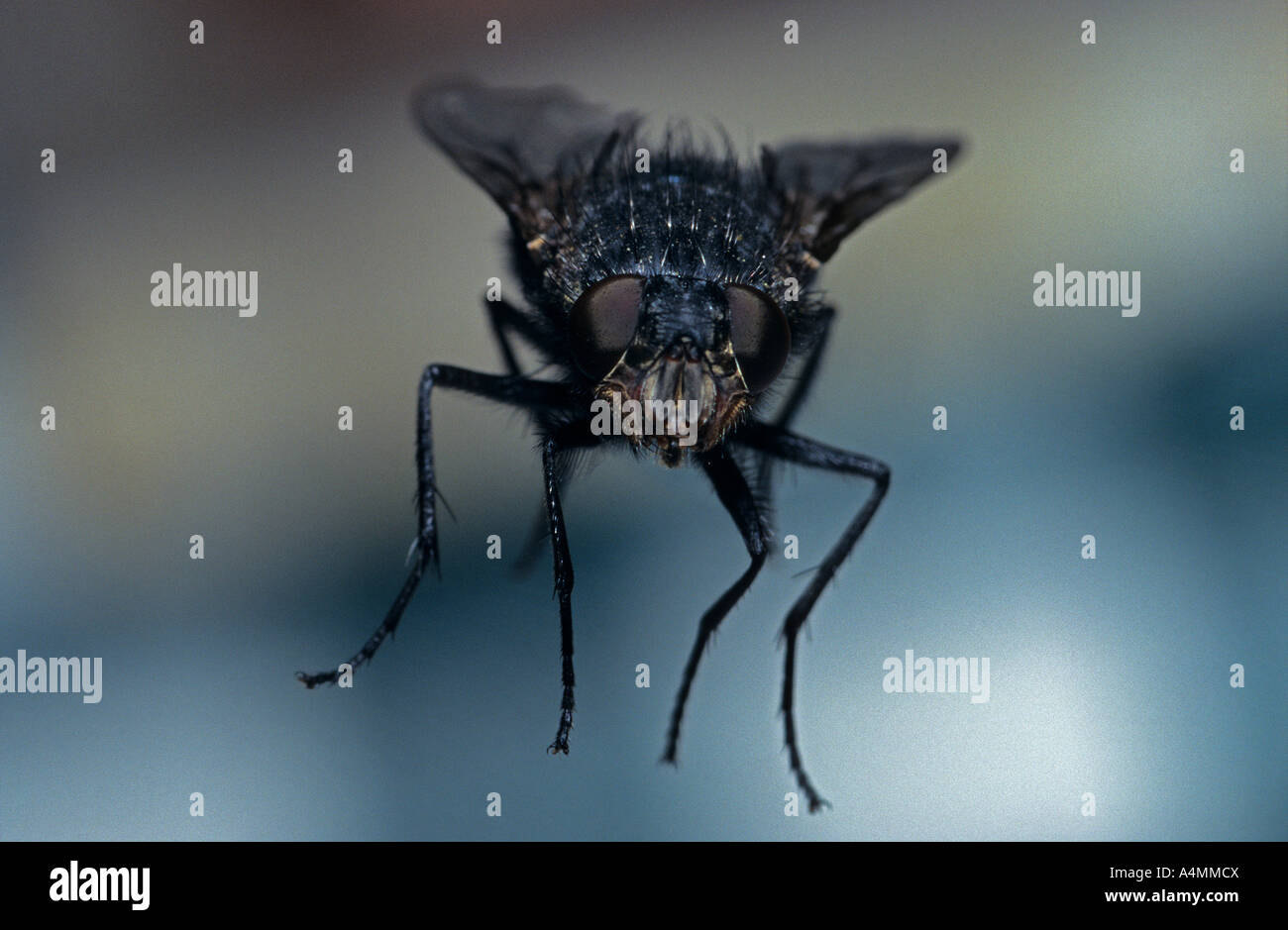 A house fly macrophotograph (Musca domestica) in flight. Macrophotographie d'une mouche (Musca domestica) en plein vol. Stock Photo