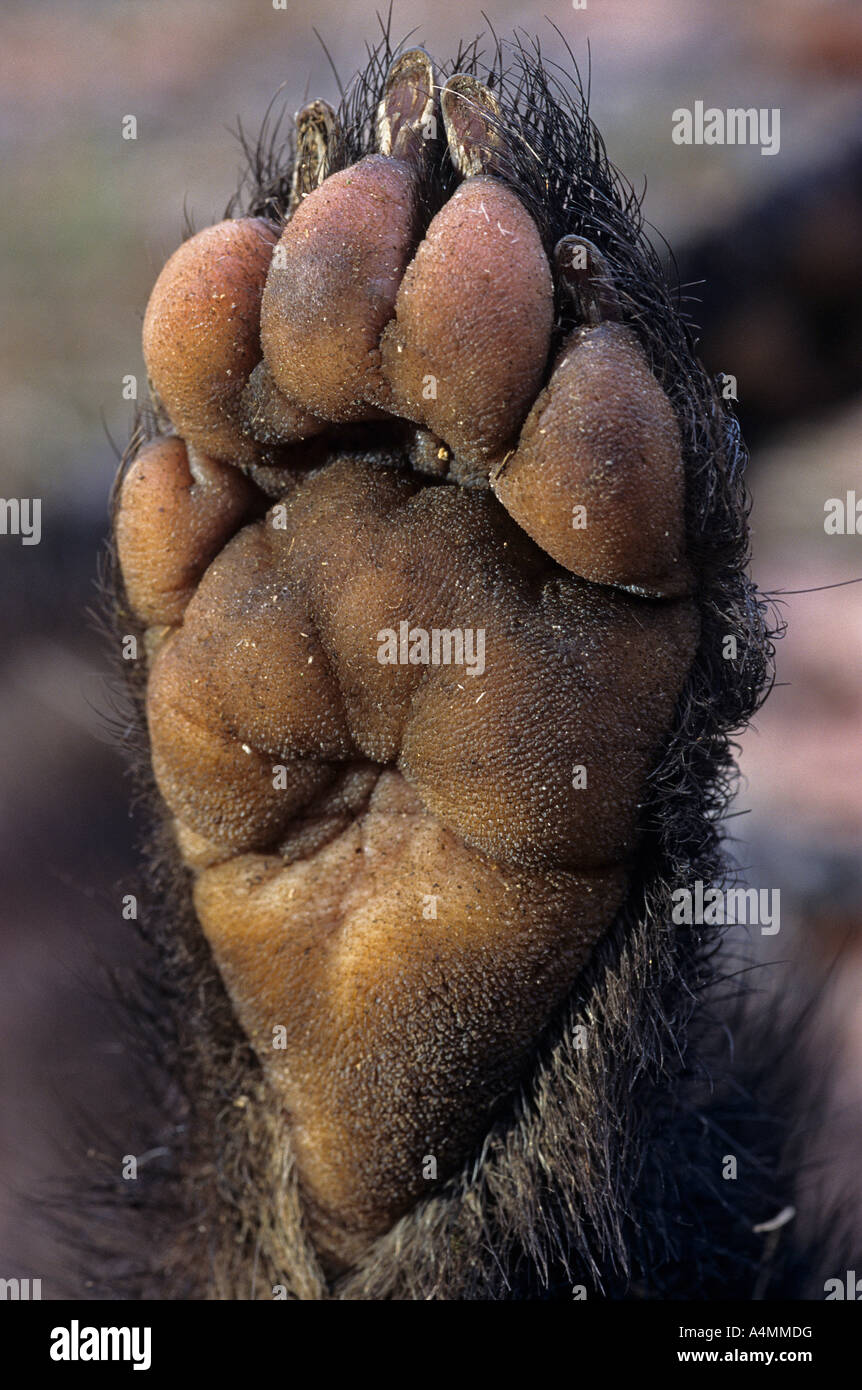 A hind foot macrophotograph of an Eurasian badger (Meles meles). Macrophotographie d'une patte arrière de blaireau d'Eurasie. Stock Photo