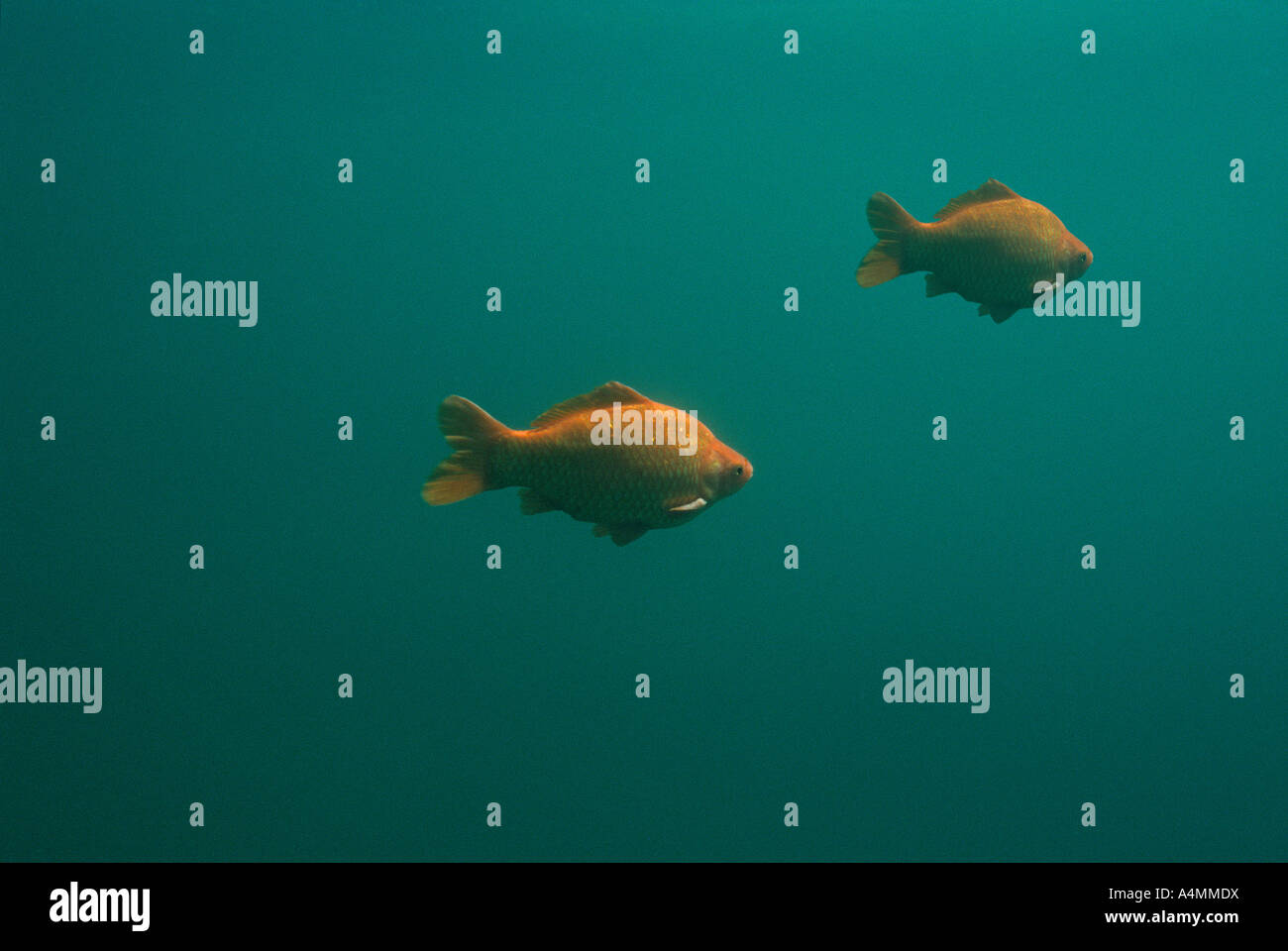 Goldfish Carassius Auratus In Their Natural Environment