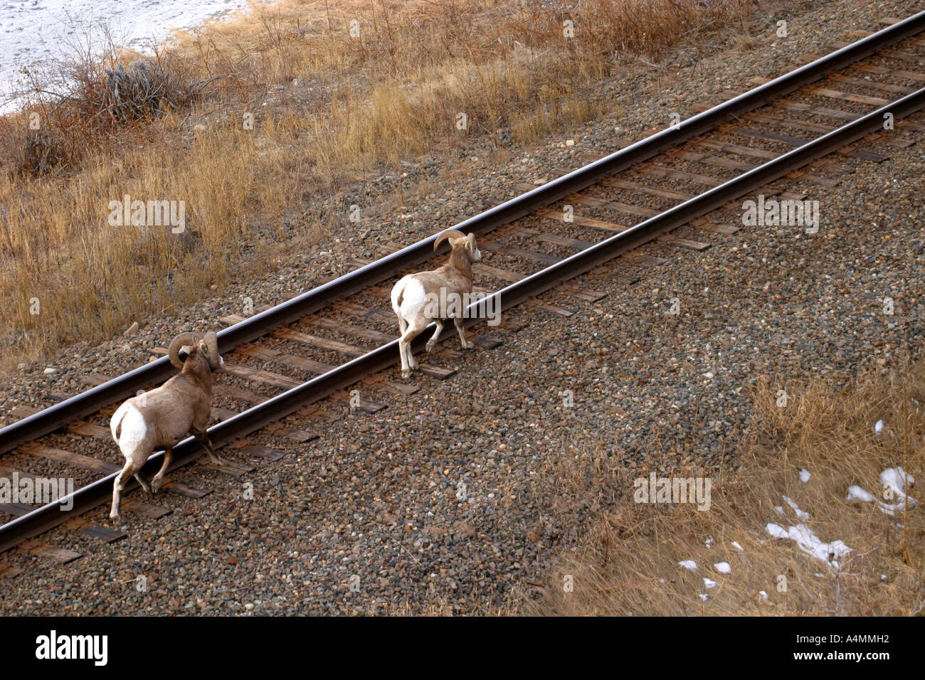 Big horn sheep; ovis canadensis. on the railway Stock Photo