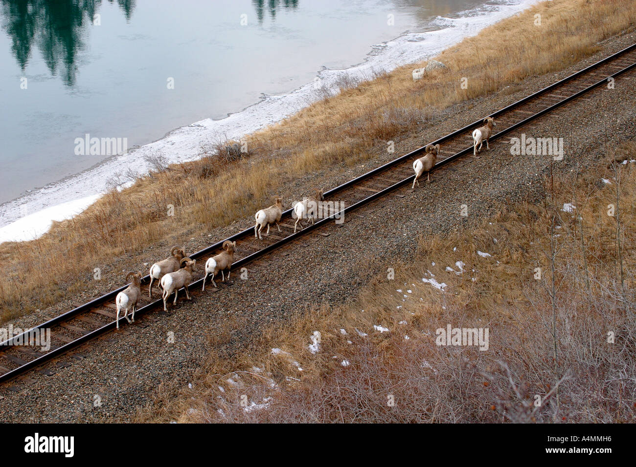 Big horn sheep; ovis canadensis. on the railway Stock Photo