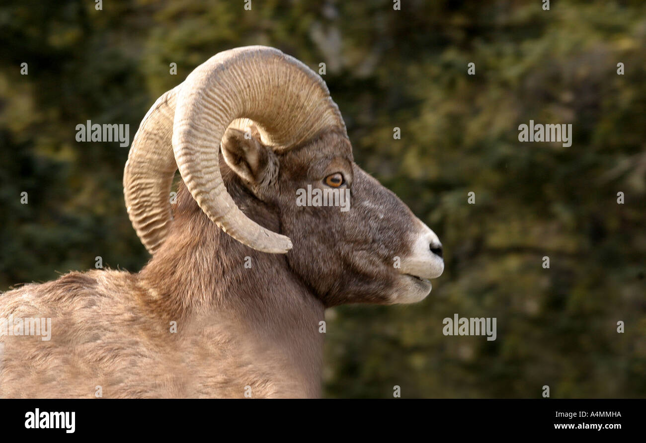 Big horn sheep; ovis canadensis Stock Photo