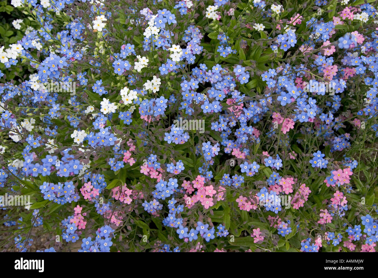 A bank of forget-me-not (Myosotis sp). Cher - France.  Massif de myosotis (Myosotis sp.). Cher 18 - France. Stock Photo