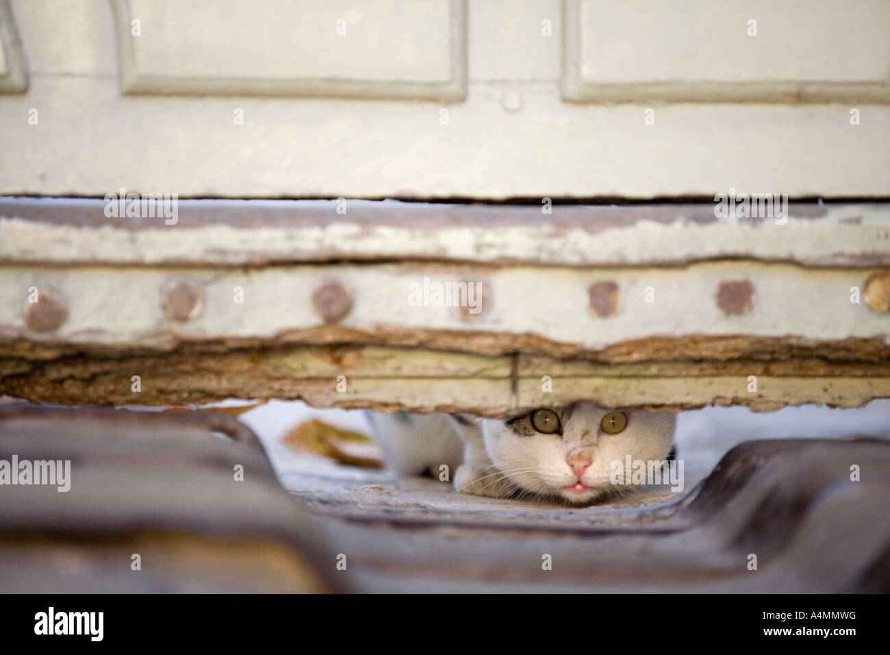 Timide Hi Res Stock Photography And Images Alamy