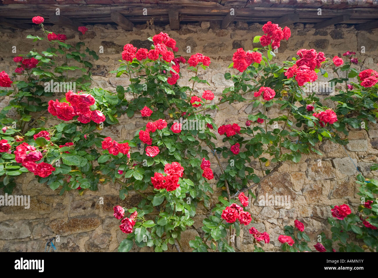Roses (Rosa sp) against a farm wall (Puy de Dôme - France). Rosier (Rosa sp) contre un mur de ferme (Puy de Dôme - France). Stock Photo