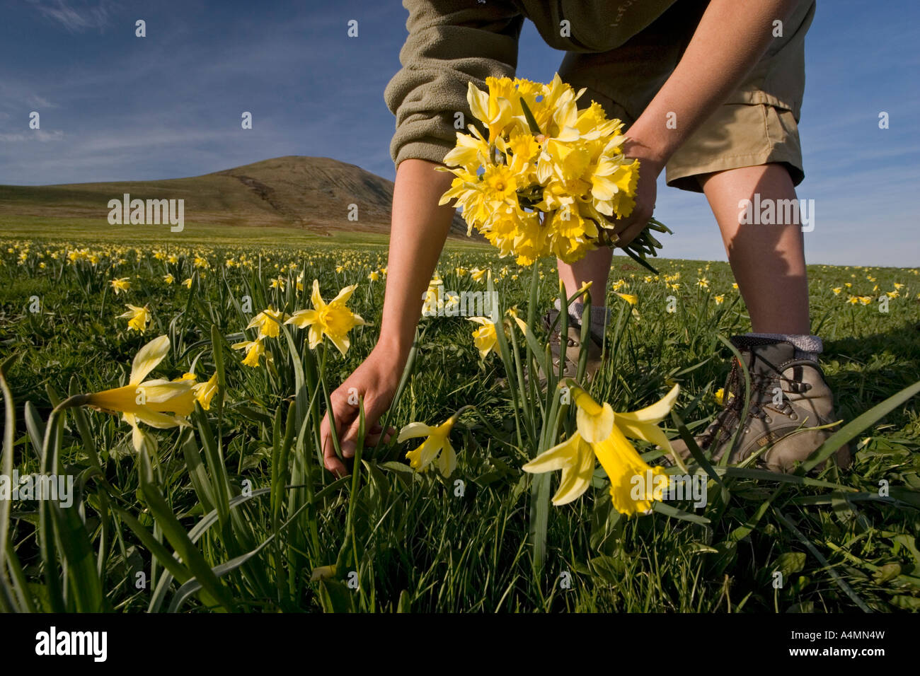 Gathering of daffodils (Narcissus pseudonarcissus). Cueillette de jonquilles (Narcissus pseudonarcissus). Stock Photo