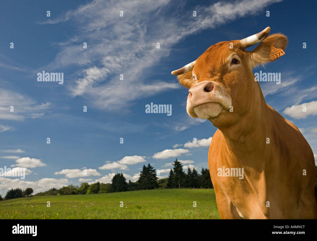 A Limousin cow (Bos taurus domesticus) on a meadow (Haute-Vienne - France). Vache de race Limousine dans un pré (France). Stock Photo
