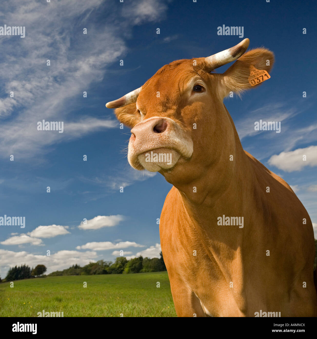 A Limousin cow (Bos taurus domesticus) on a meadow (Haute-Vienne - France). Vache de race Limousine dans un pré (France). Stock Photo