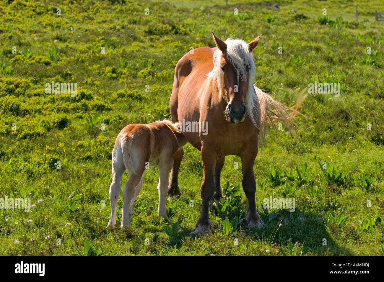 A Franche-Comté mare and her foal in the Sancy Massif (France). Jument ...