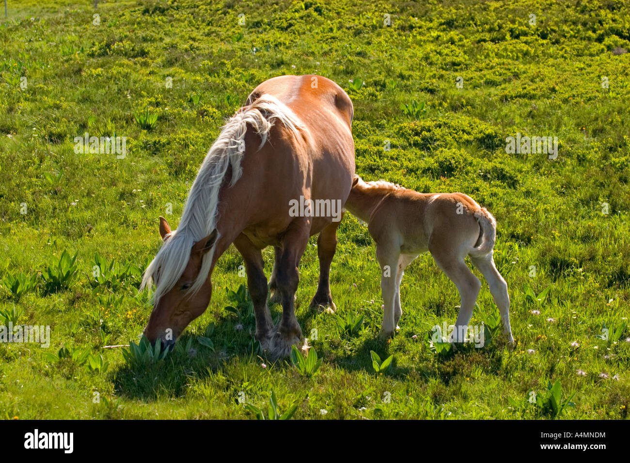 A Franche-Comté mare and her foal in the Sancy Massif (France). Jument Comtoise et son poulain dans le massif du Sancy (France). Stock Photo