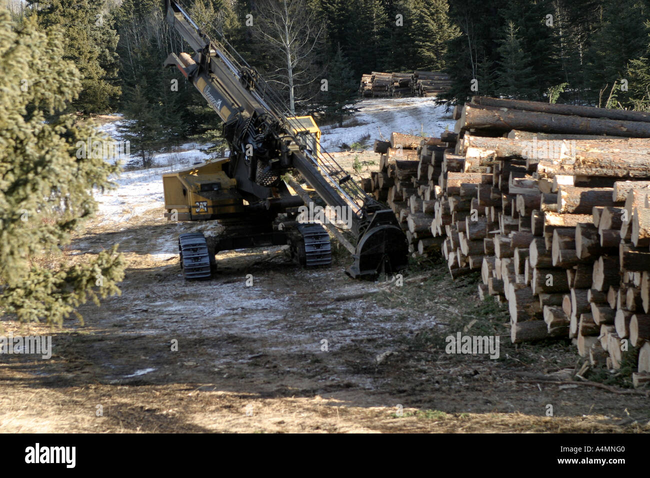 Logging industry Stock Photo Alamy