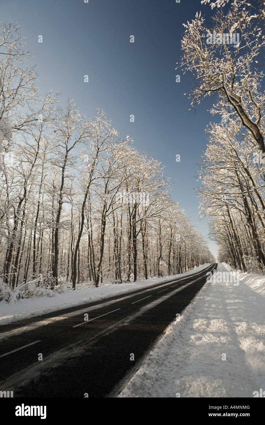 A road crossing through a snowy oak forest (France). Route traversant une forêt de chênes (Quercus sp) recouverte de neige. Stock Photo