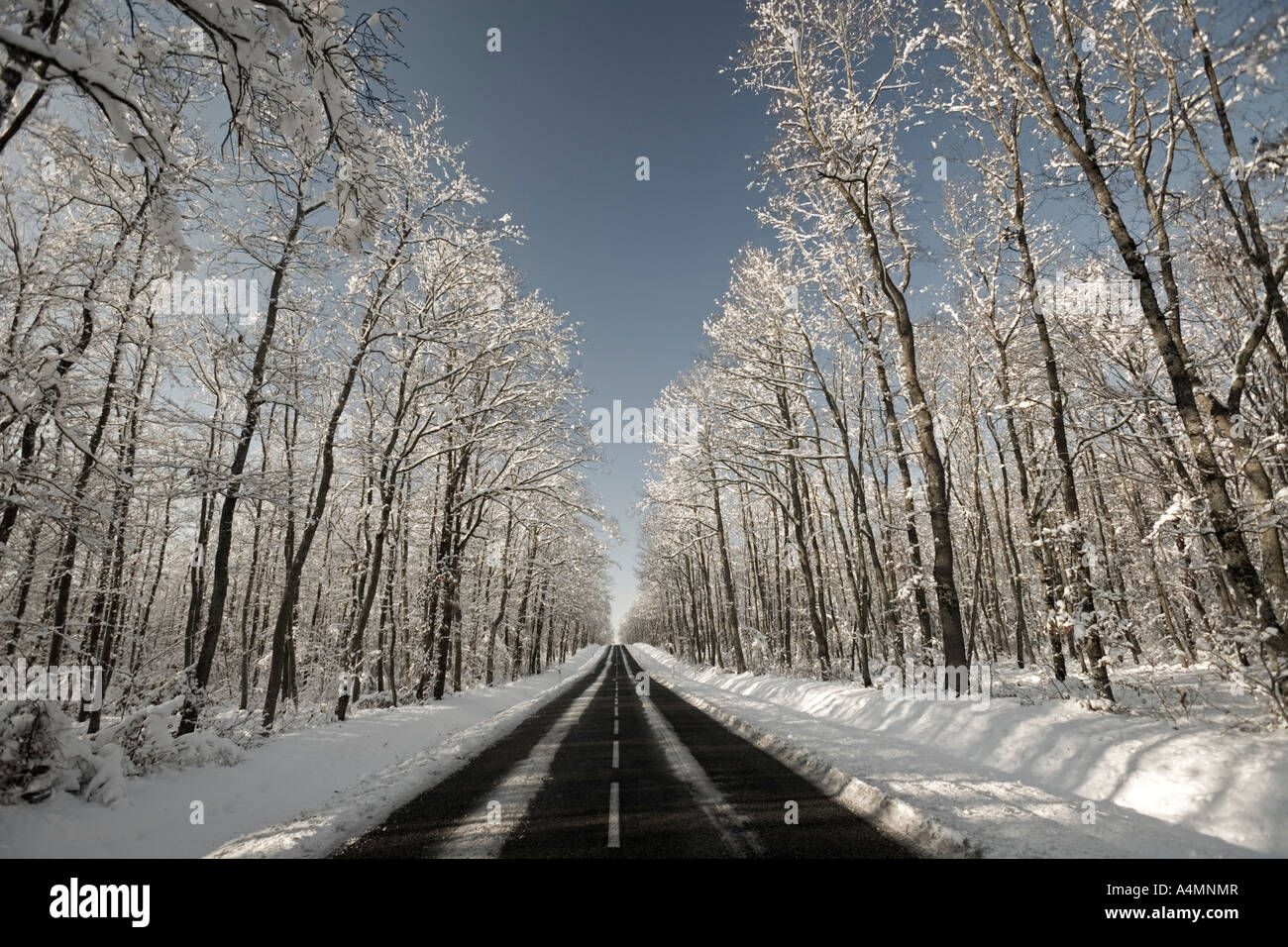 A road crossing through a snowy oak forest (France). Route traversant une forêt de chênes (Quercus sp) recouverte de neige. Stock Photo