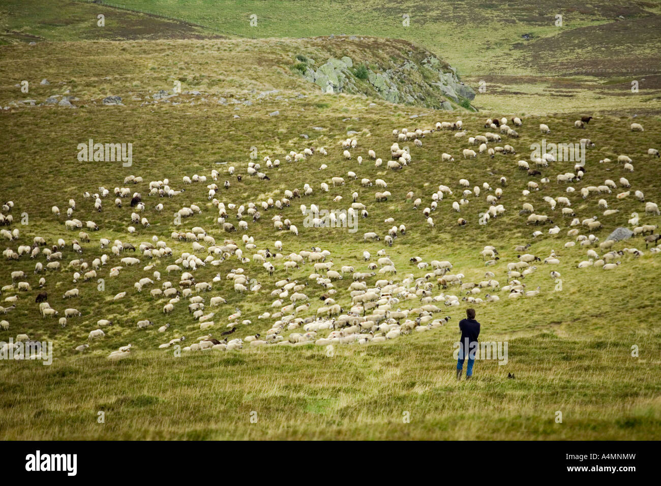 A shepherd keeping an eye on his flock, in the Sancy Massif (France). Berger surveillant ses moutons dans le massif du Sancy. Stock Photo