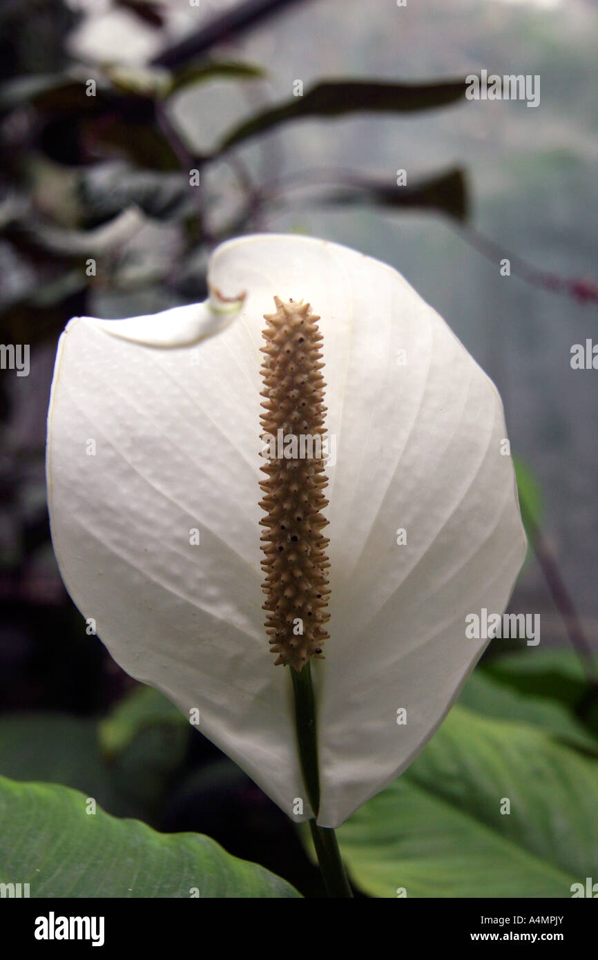 Spathiphyllum 'Mauna Loa' Stock Photo
