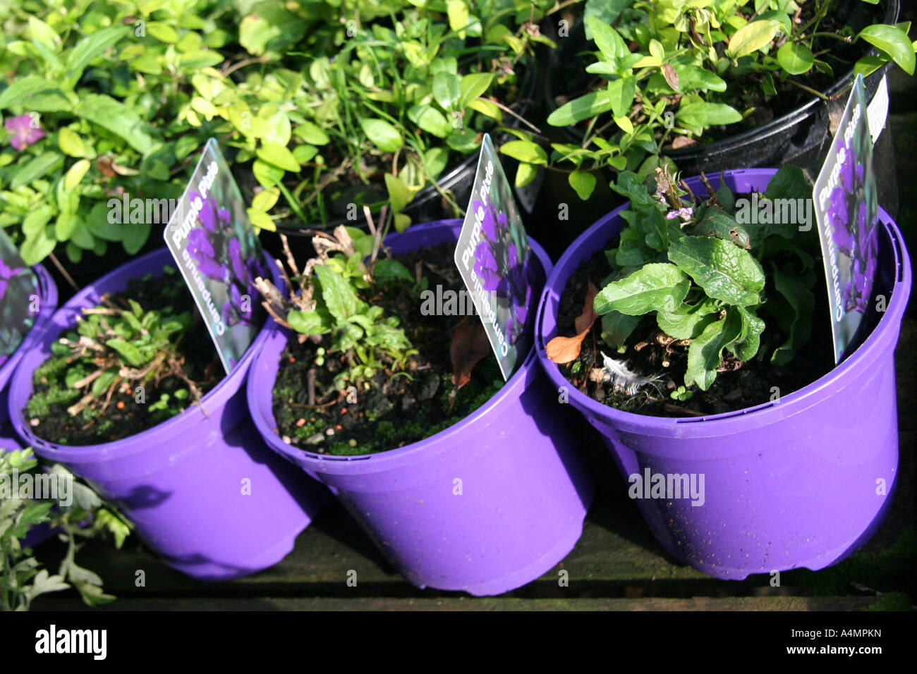 Purple plantpots with young campanula plants Stock Photo